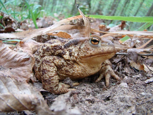 Žabka