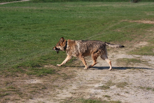 moja vlčica