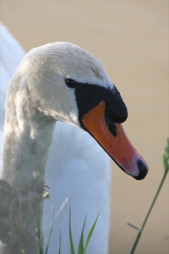 pohľad