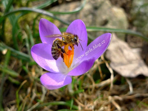 Bee