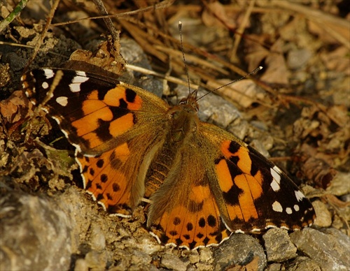 Vanessa cardui