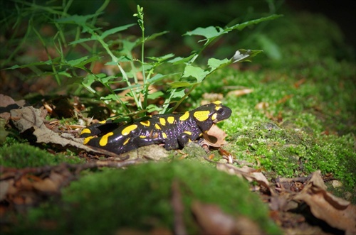 salamandra