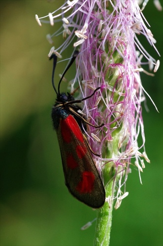 červenokabátnik