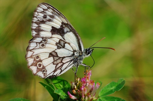 násoska