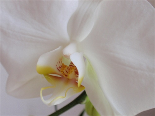 PHALENOPSIS