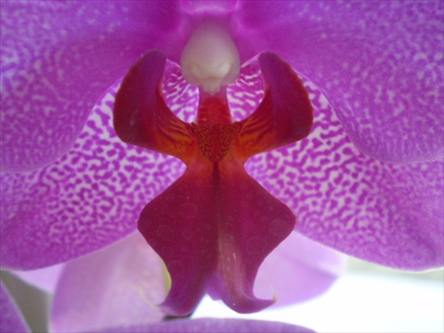 PHALENOPSIS