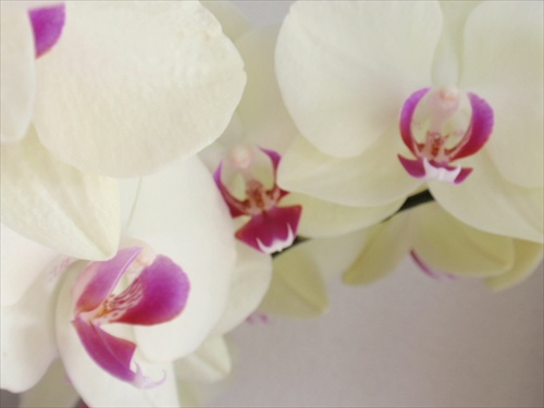 PHALENOPSIS