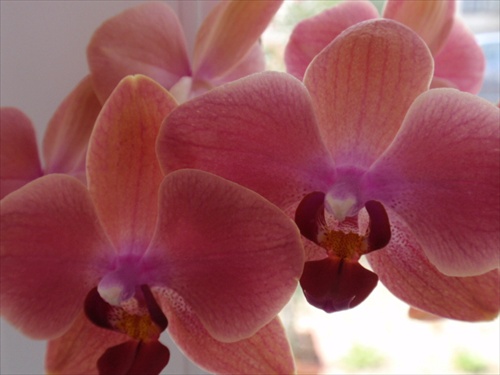 PHALENOPSIS