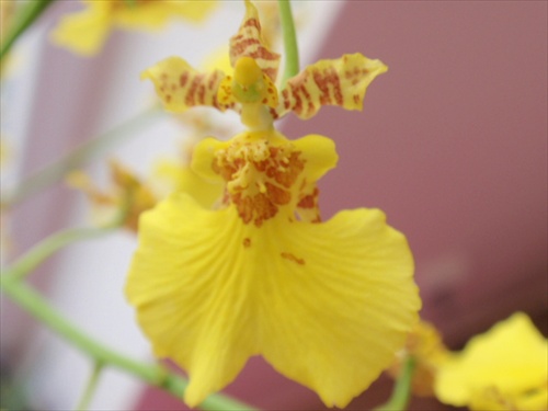 ONCIDIUM