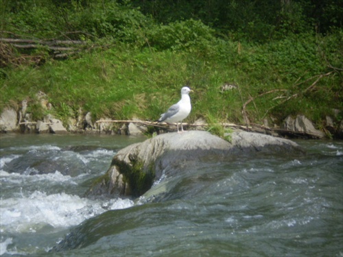 Čajka