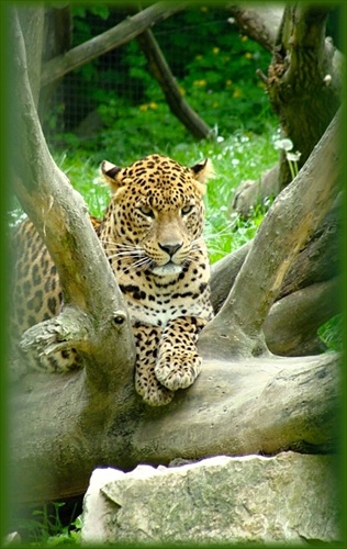 leopard