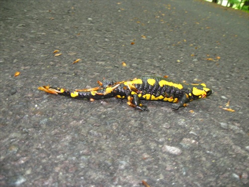 Salamandra škvrnitá