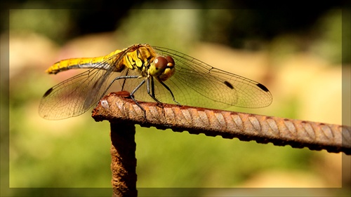 Dragonfly