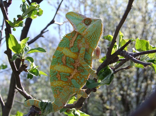 Chameleón