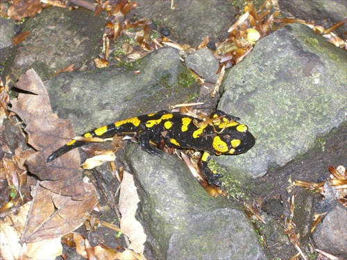 Salamandra škvrnita