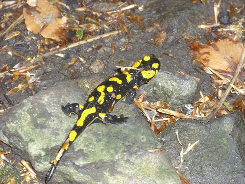 Salamandra 2