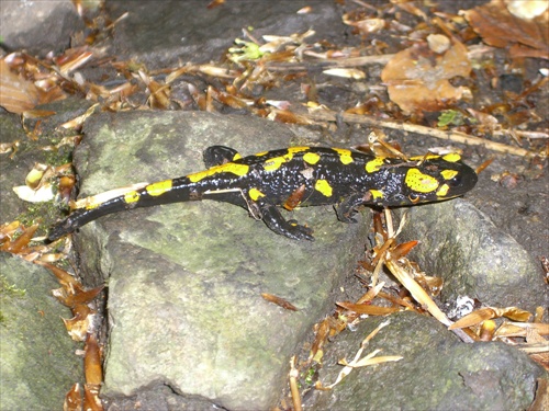 Salamandra 3