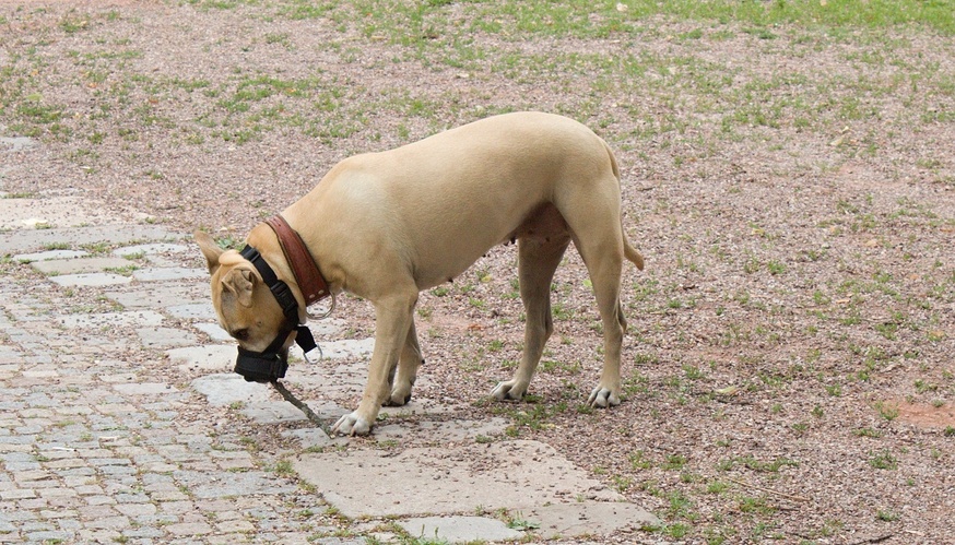 jak ho vemu?