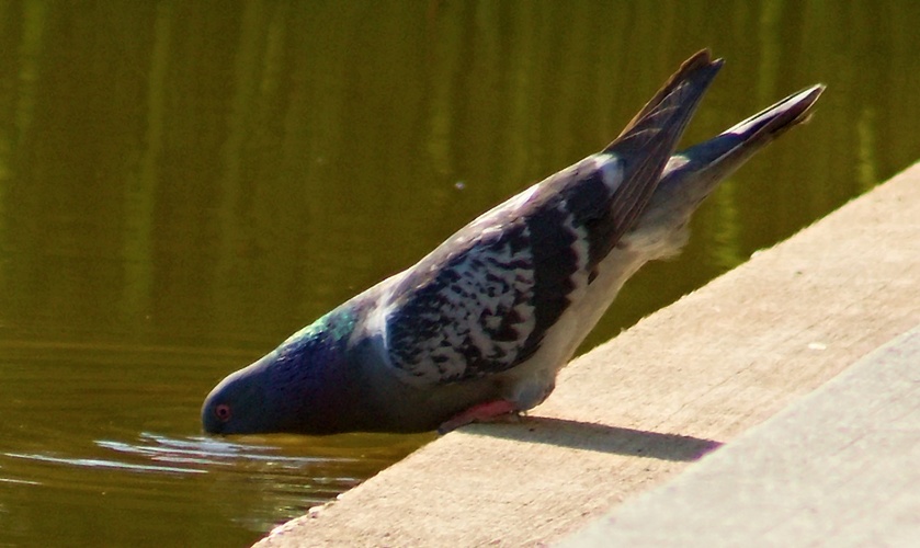 žízeň