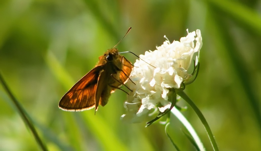 motýl 1