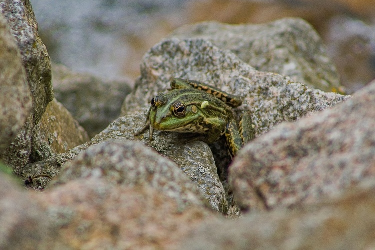 žaba