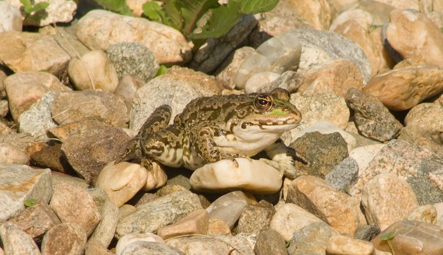 žaba