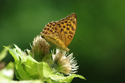 Motyl