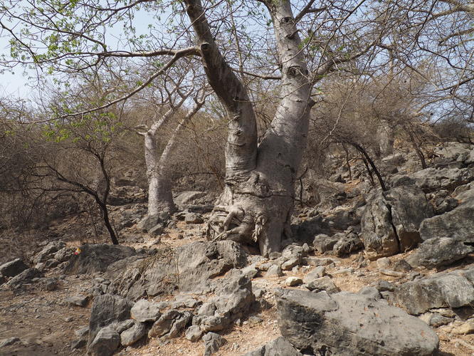 baobab 