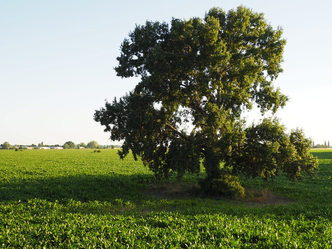 solitér na poli