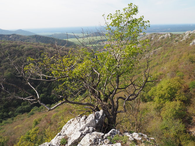 húževnatý