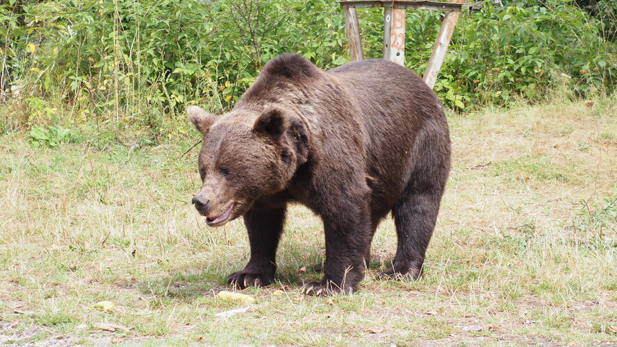 Rumunský macko