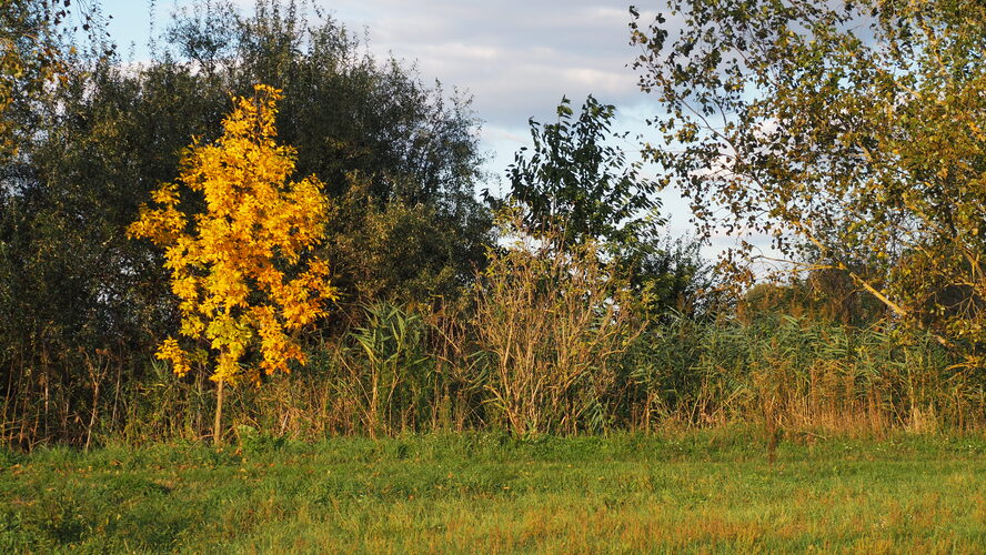 vymaľované 