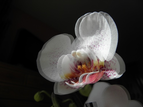 Orchidea