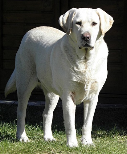 Labradorka Tara