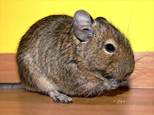 Osmak Degu