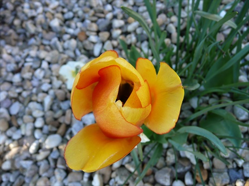 Tulip