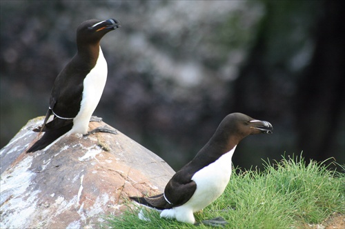 Guillemot