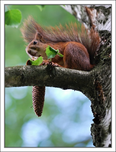 Veverica obyčajná, (lat. Sciurus vulgaris) 2 krát