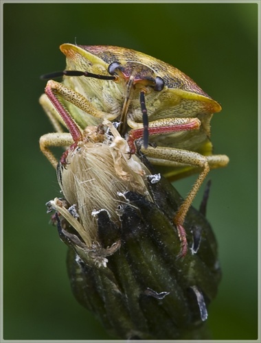 Bzdocha (Carpocoris purpureipennis)