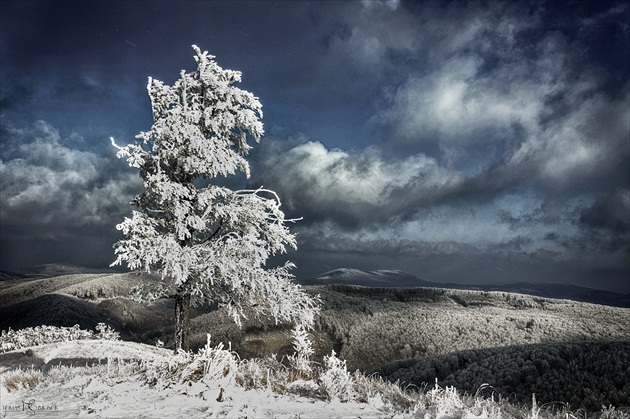 Lonely Tree