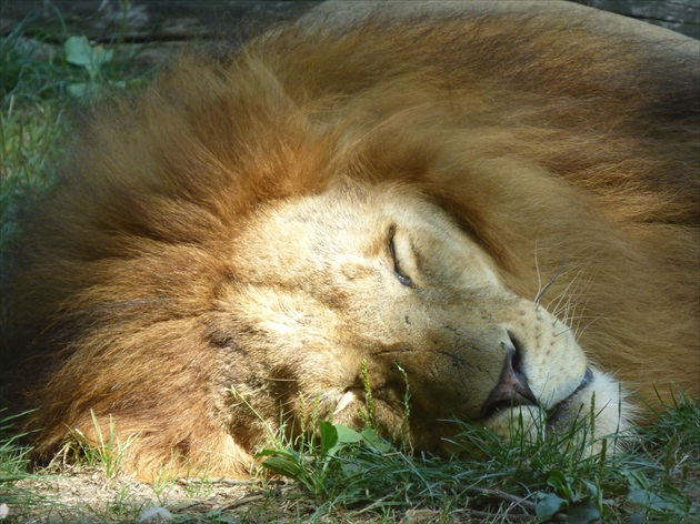 popoludňajšia siesta