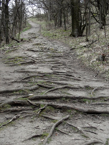 cesta koreňou