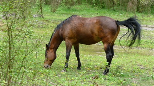 pejko