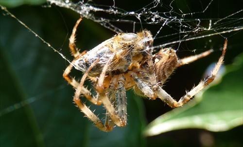 niečo pre arachnofobikov