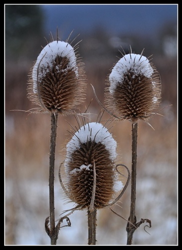 trio