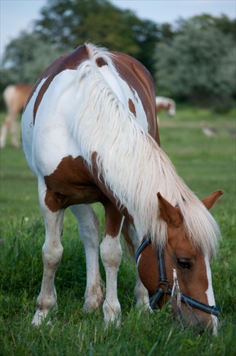 blondín