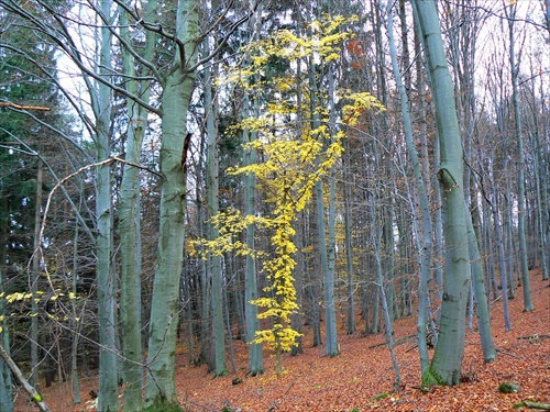 Zlaty Strom