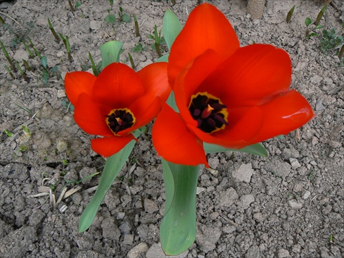 Tulipany