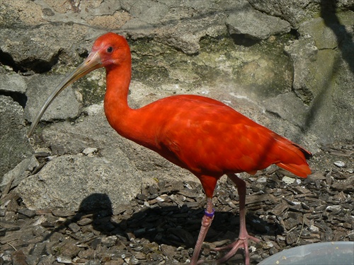 Cerveny Ibis