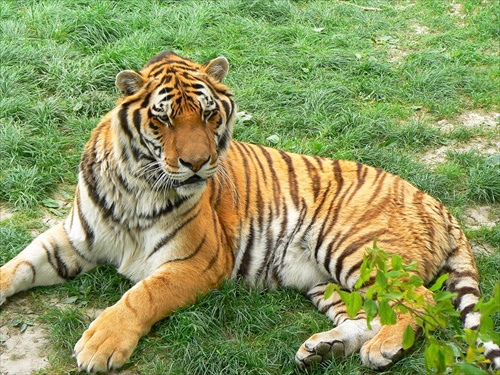 Sibirsky Tiger